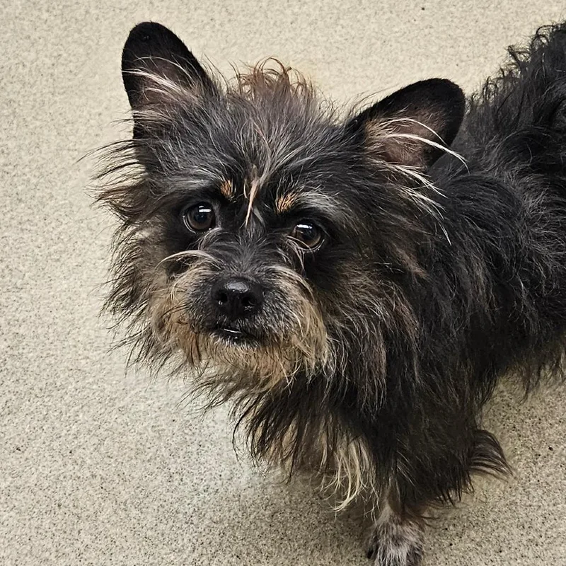 An adult small-sized male Black Terrier dog named Spike for adoption in Birdsboro, PA