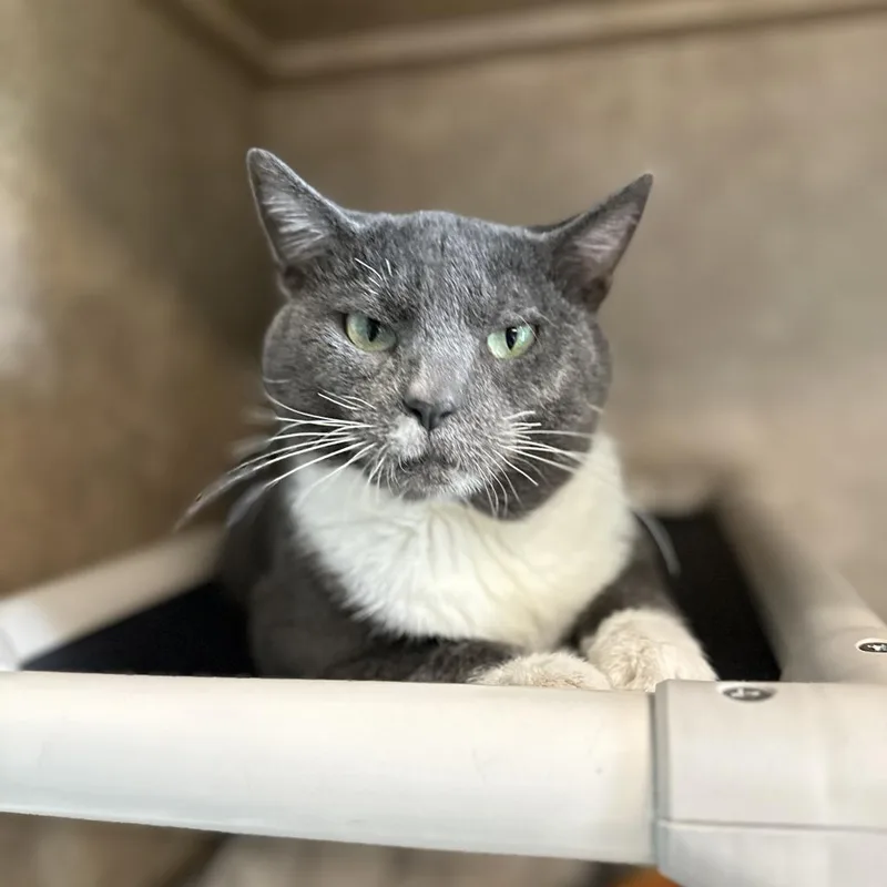 The Claw thumbnail 2