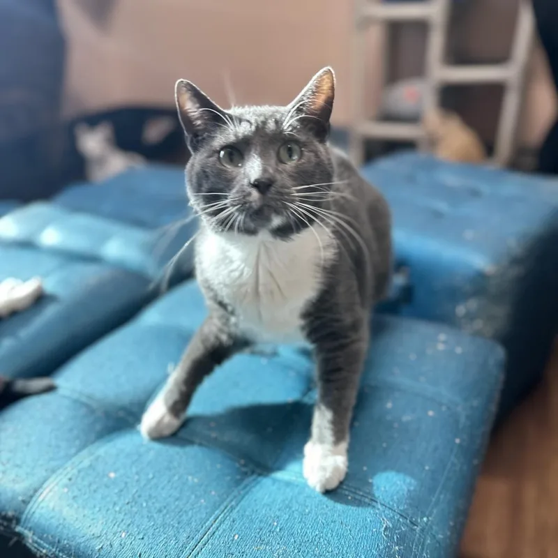 The Claw thumbnail 3