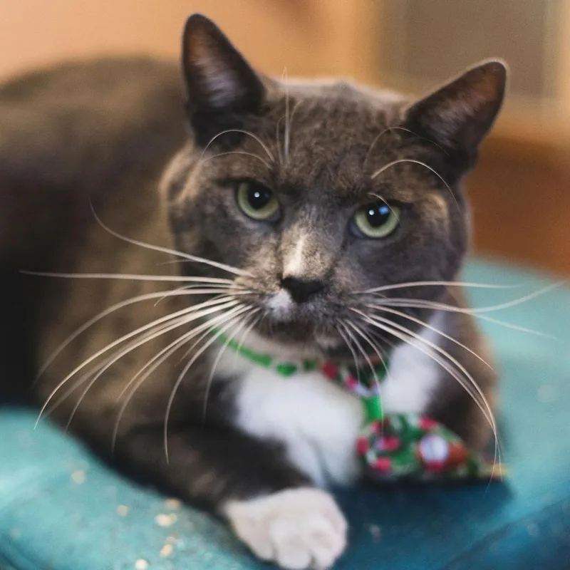 The Claw thumbnail 4