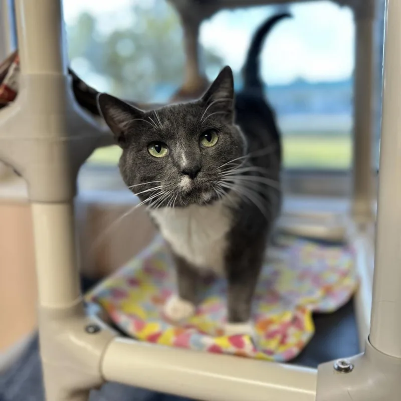 The Claw thumbnail 5