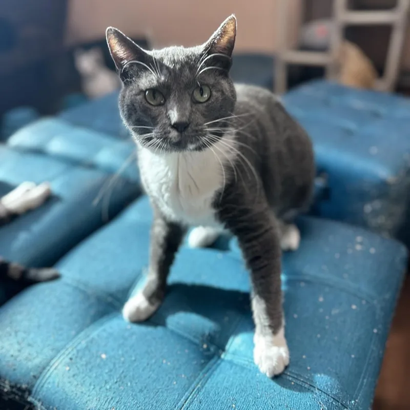 The Claw thumbnail 6