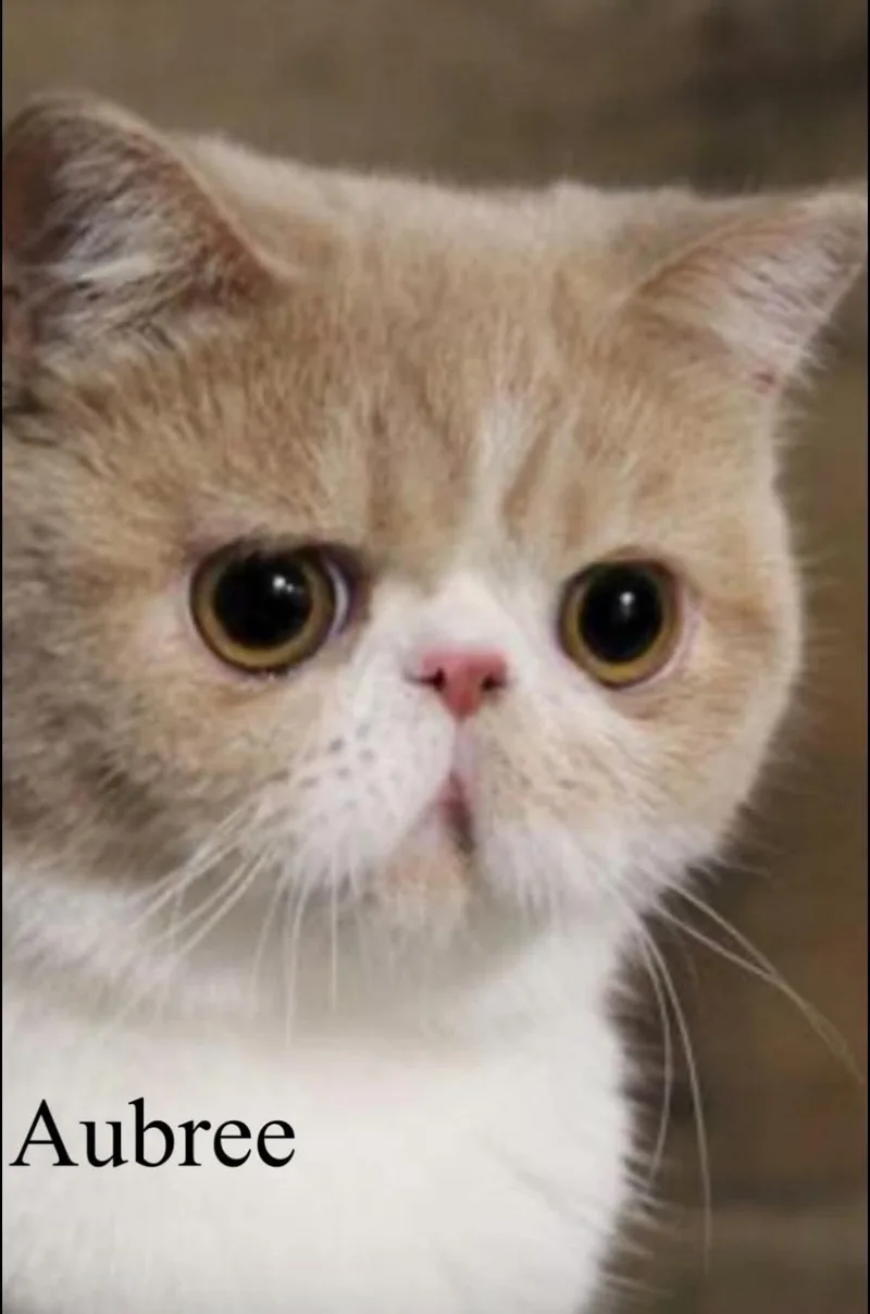 An adult medium-sized female Exotic Shorthair cat named Aubree for adoption in Woodmere, NY