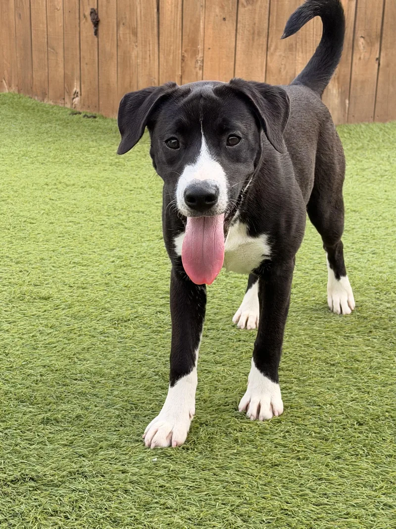 A young large-sized female Hound dog named Olivia for adoption in Brenham, TX