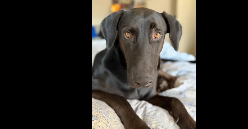 A young large-sized male Black Labrador Retriever dog named Archie for adoption in Dallas, TX