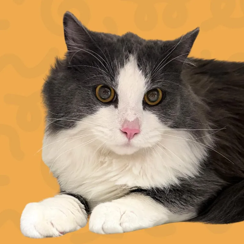 A young large-sized male Black Domestic Long Hair cat named Emilio for adoption in Reno, NV