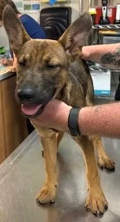 A young medium-sized female Mixed Breed dog named Bellatrix for adoption in Madison, NJ