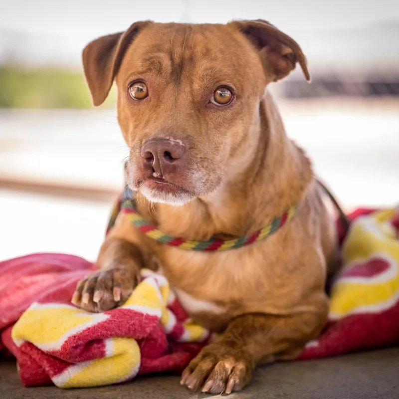 A young medium-sized male Yellow / Tan / Blond / Fawn Cocker Spaniel dog named Wyclef for adoption in Joshua Tree, CA