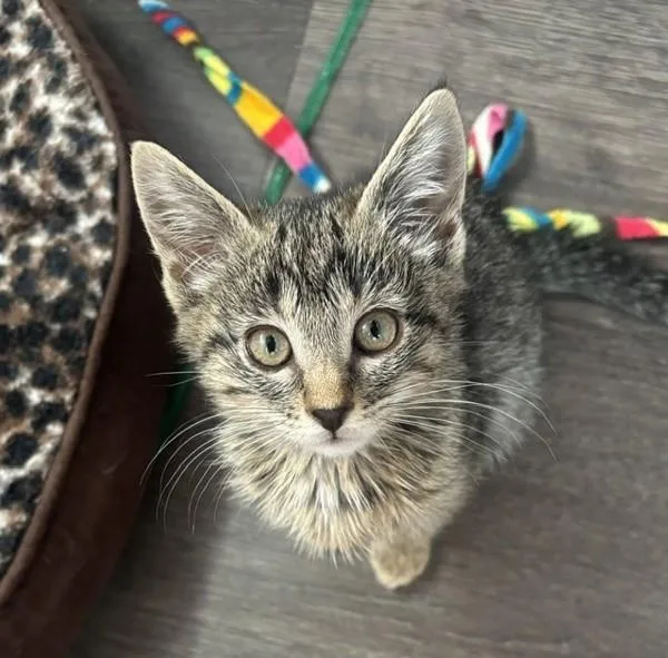 A baby small-sized female Domestic Short Hair cat named Kinder for adoption in Novato, CA