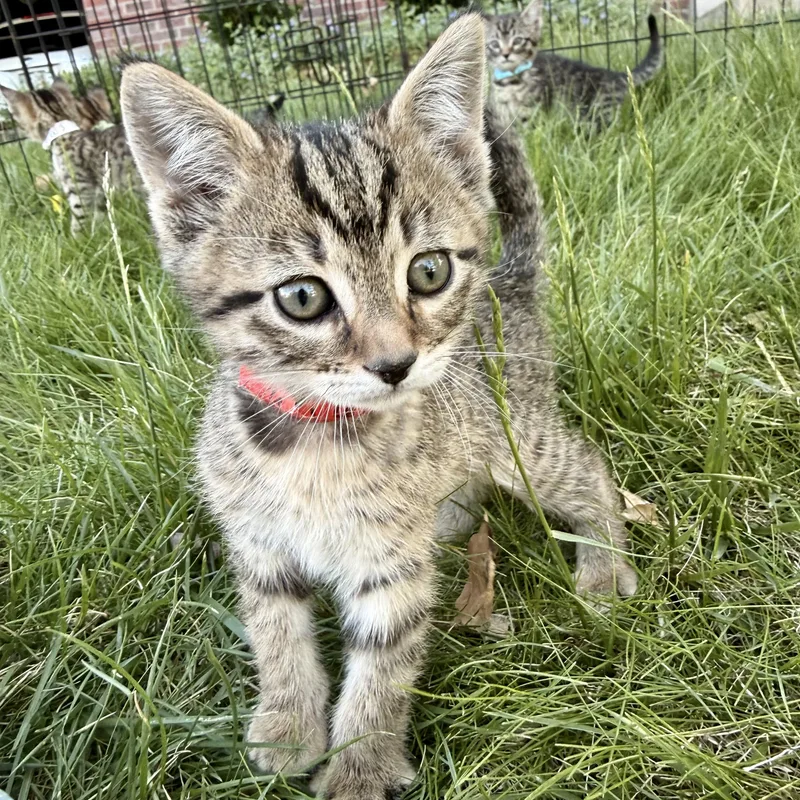 A baby medium-sized male Tabby (Gray / Blue / Silver) Domestic Short Hair cat named Sugar for adoption in Fort Collins, CO