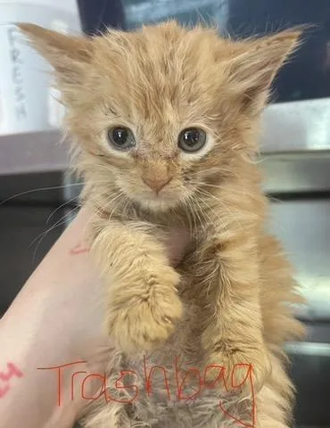 A baby small-sized female Domestic Long Hair cat named Trashbag for adoption in Cambridge, MD
