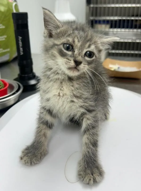A baby small-sized male Domestic Short Hair cat named Richie for adoption in Hartsville, SC