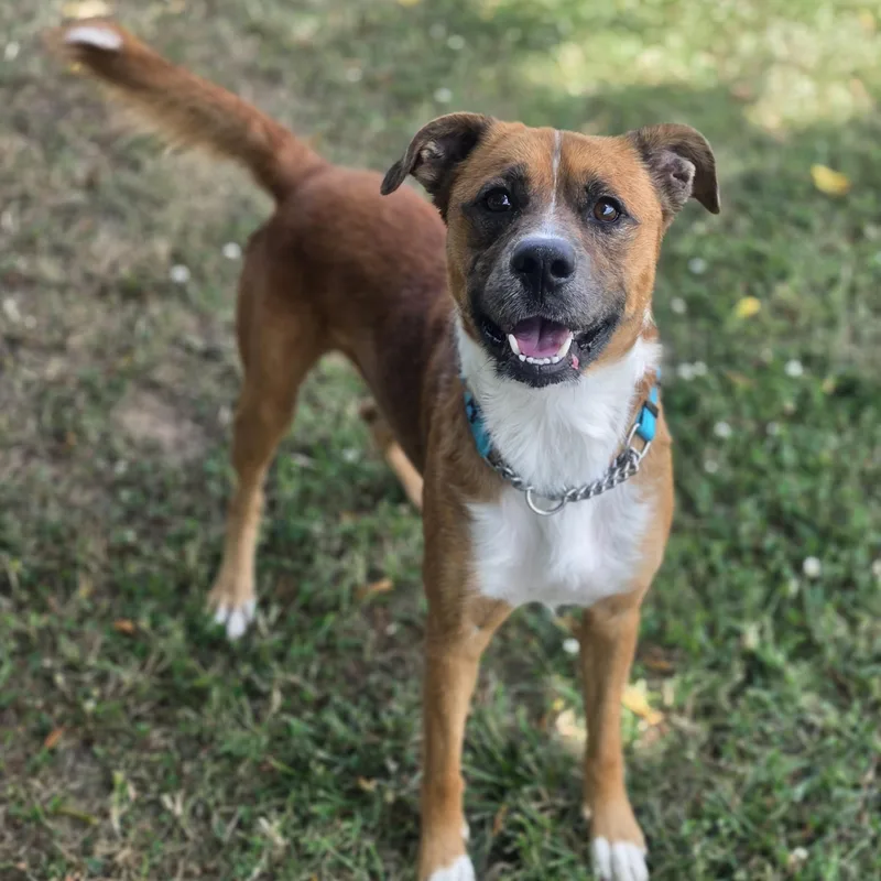 A young medium-sized male Yellow / Tan / Blond / Fawn German Shepherd Dog dog named Atticus for adoption in Lowell, AR
