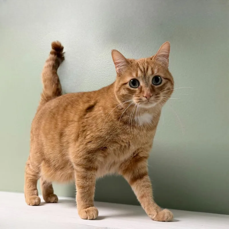 An adult medium-sized female Domestic Short Hair cat named Bunny for adoption in State College, PA