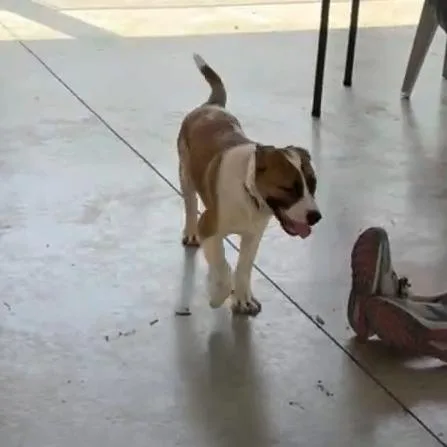 A baby medium-sized female White / Cream Saint Bernard dog named Honey Girl for adoption in Columbus, NC