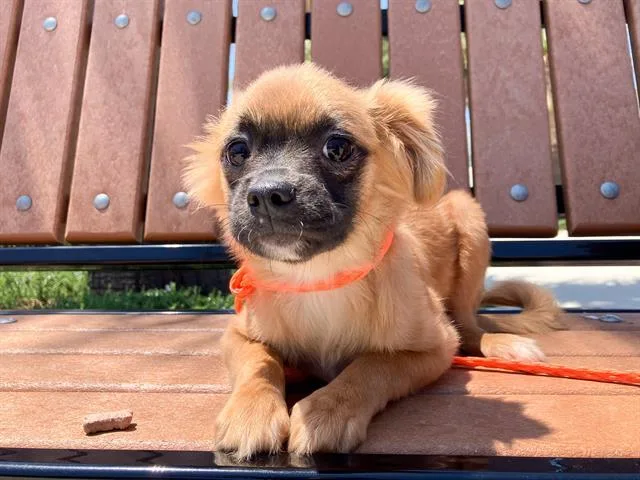 A baby small-sized female Papillon dog named Shaka for adoption in Tustin, CA