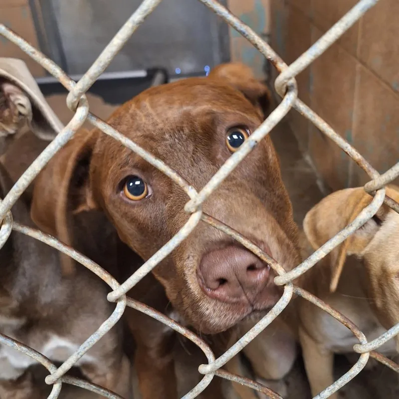 A baby medium-sized male Labrador Retriever dog named Bob for adoption in Gautier, MS