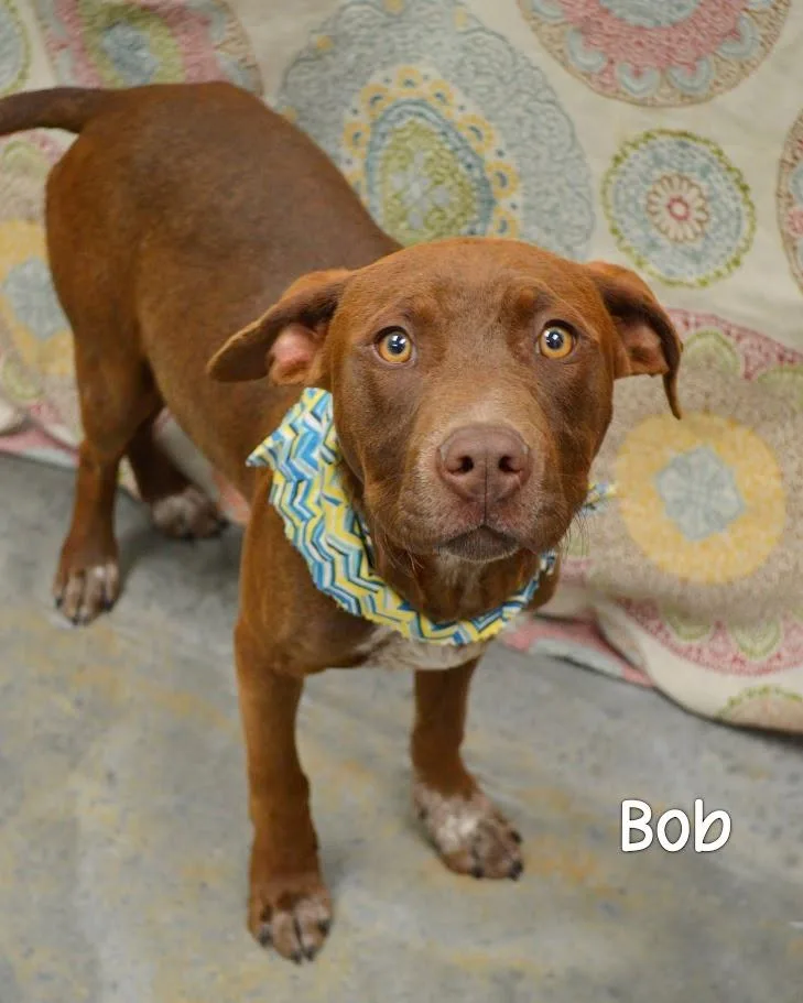 Bob thumbnail 2