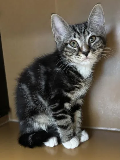 A baby small-sized male Domestic Short Hair cat named Aramis $ @ Petco for adoption in Seneca, SC