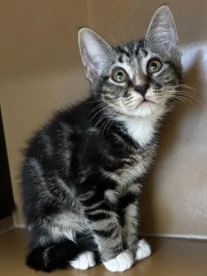 Aramis $ @ Petco thumbnail 3