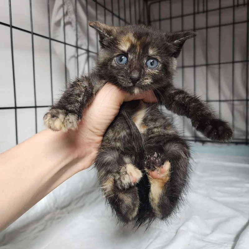 A baby small-sized female Domestic Short Hair cat named Gabby for adoption in Piscataway, NJ