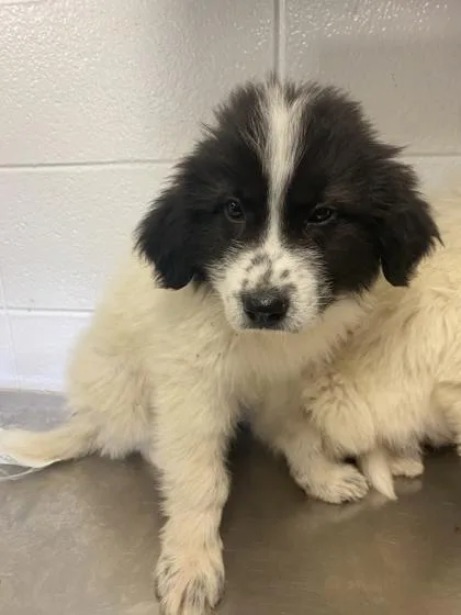 An adult small-sized female Great Pyrenees dog named Qwyn Quenton for adoption in Spruce Pine, NC