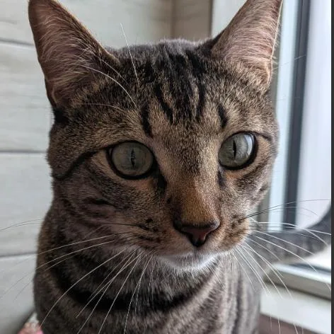 An adult small-sized male Brown / Chocolate Domestic Short Hair cat named Stray Hold Tony for adoption in Albuquerque, NM