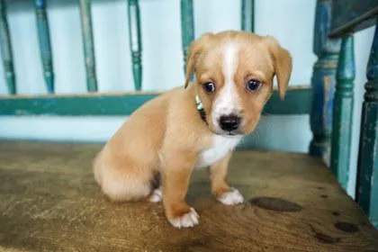A baby small-sized male Chihuahua dog named Cosmic Stardust for adoption in San Antonio, TX