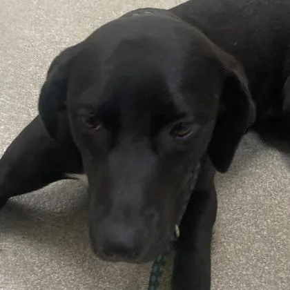 A young large-sized female Mixed Breed dog named Velvet for adoption in Cincinnati, OH