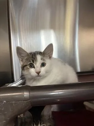 A baby small-sized female Domestic Short Hair cat named Eleanor for adoption in Independence, MO