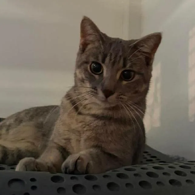 A young medium-sized female Buff / Tan / Fawn Domestic Short Hair cat named Raspberry for adoption in Grand Rapids, MN