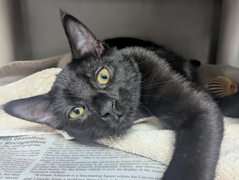 A baby large-sized male Black Domestic Short Hair cat named Mirth for adoption in Springfield, IL