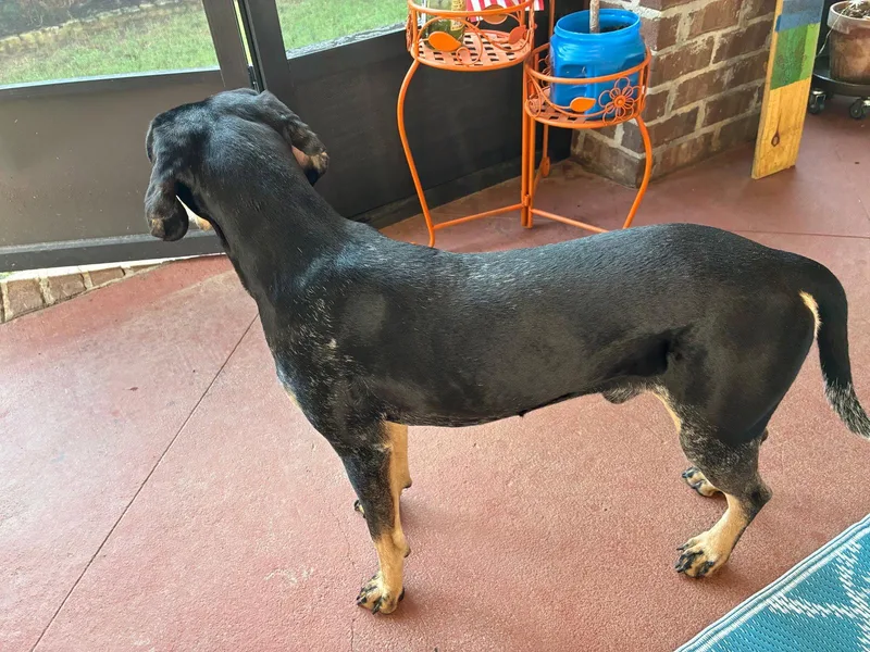 A young medium-sized male Hound dog named Beau for adoption in Magnolia Springs, AL