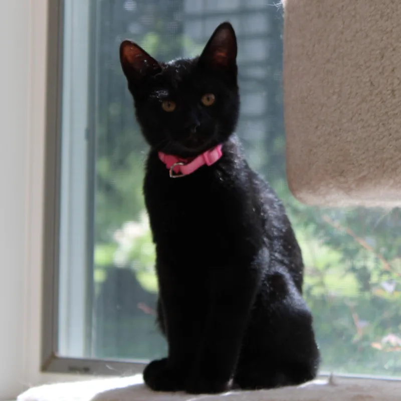 A baby medium-sized male Black Domestic Short Hair cat named Noah for adoption in Mayfield, NY