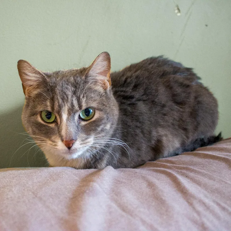 An adult medium-sized female Domestic Medium Hair cat named Stanley for adoption in New Kensington, PA