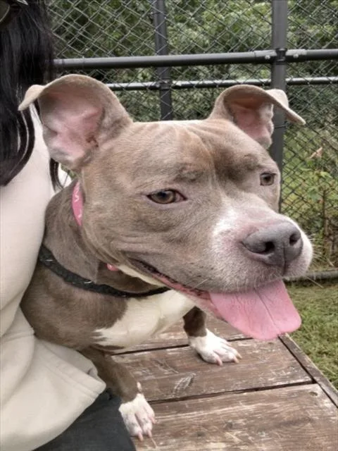 A young medium-sized female Pit Bull Terrier dog named Skye for adoption in Derwood, MD