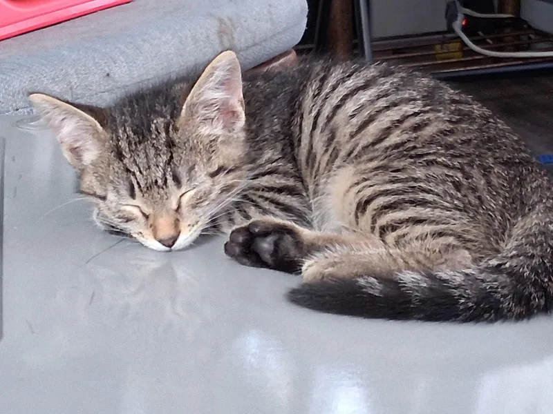 A baby medium-sized female Domestic Short Hair cat named Pip for adoption in Broomall, PA