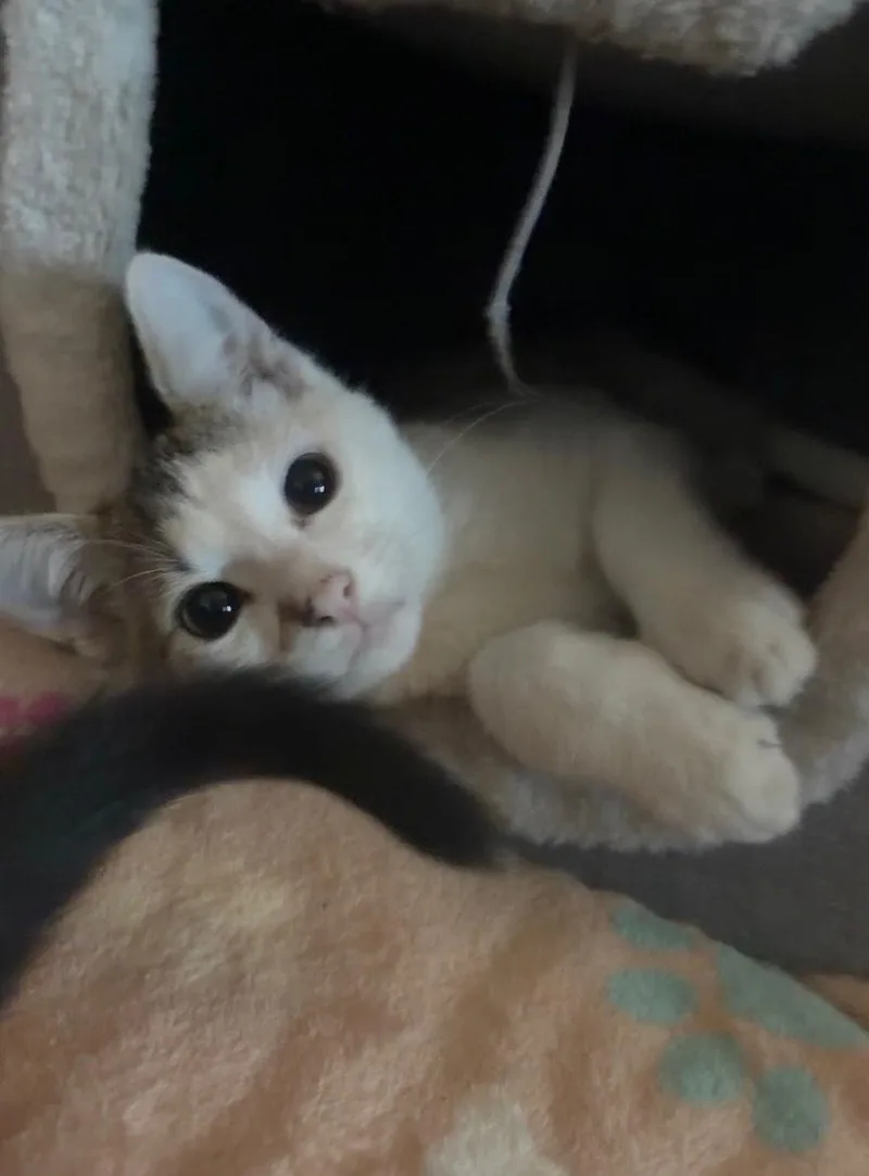 A baby medium-sized male White Domestic Short Hair cat named Forest Gump for adoption in Davis, CA