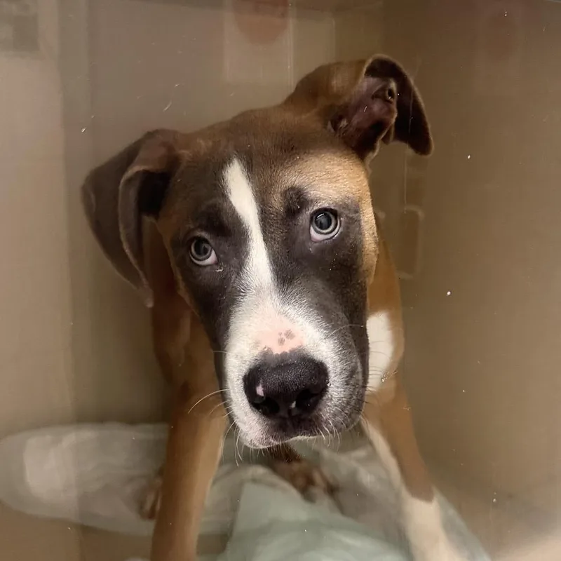 A baby medium-sized male Brown / Chocolate Pit Bull Terrier dog named TPain for adoption in Concord, NC