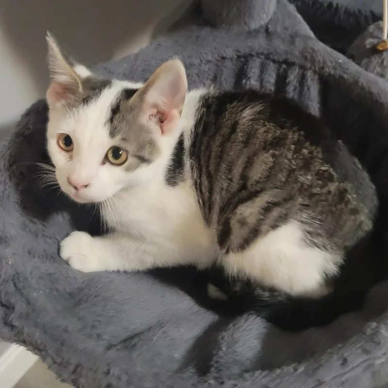 A baby small-sized male Brown / Chocolate Domestic Short Hair cat named Pez for adoption in Corydon, IN