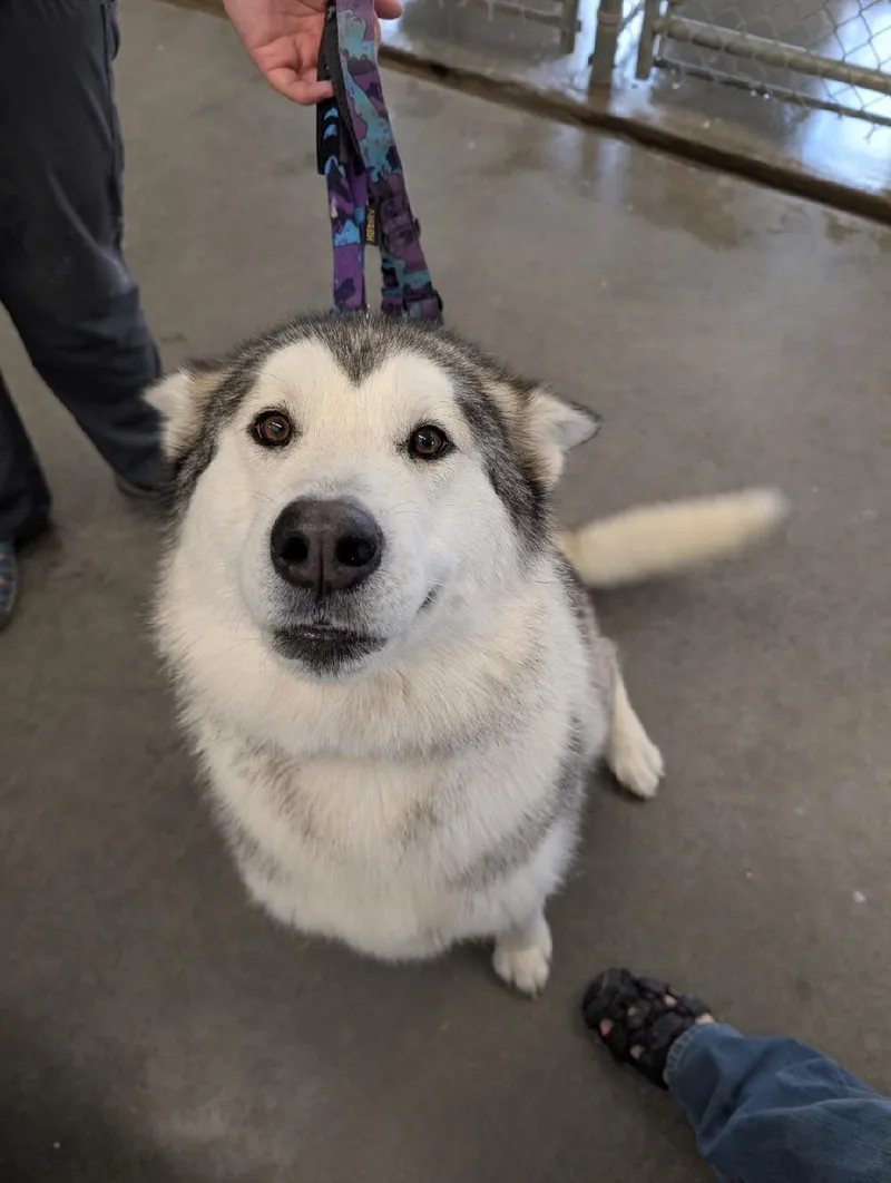 A young large-sized female Gray / Blue / Silver Alaskan Malamute dog named Raine for adoption in Boise, ID