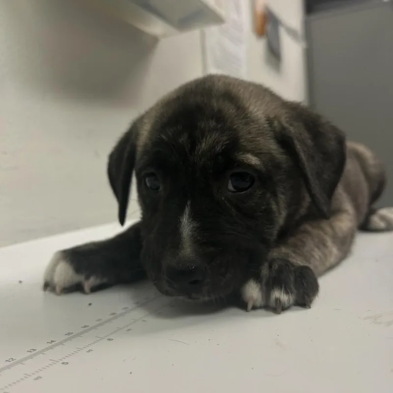 A baby small-sized female Brindle Mixed Breed dog named Funkytown for adoption in Charleston, WV