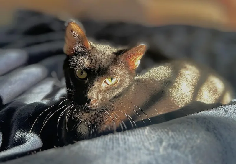 A young medium-sized female Black Domestic Short Hair cat named Hannah for adoption in Melrose, MA