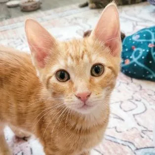 A baby small-sized female Orange / Red Domestic Short Hair cat named Chicky for adoption in Roswell, GA