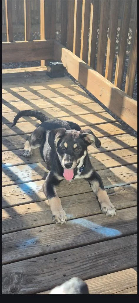 A baby medium-sized male Affenpinscher dog named Willy for adoption in St. Cloud, MN