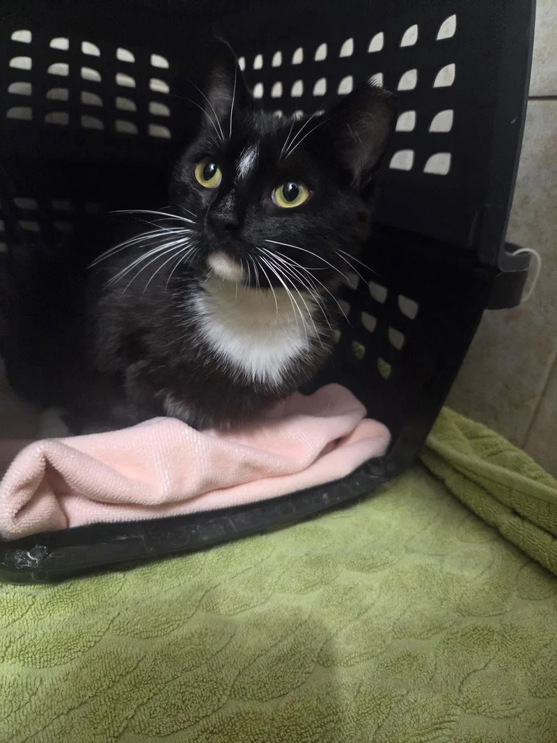 A young medium-sized female Domestic Short Hair cat named Button for adoption in Camden, SC