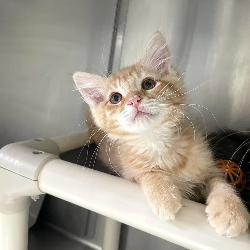 A baby small-sized male Orange / Red Domestic Medium Hair cat named Tums for adoption in Carencro, LA