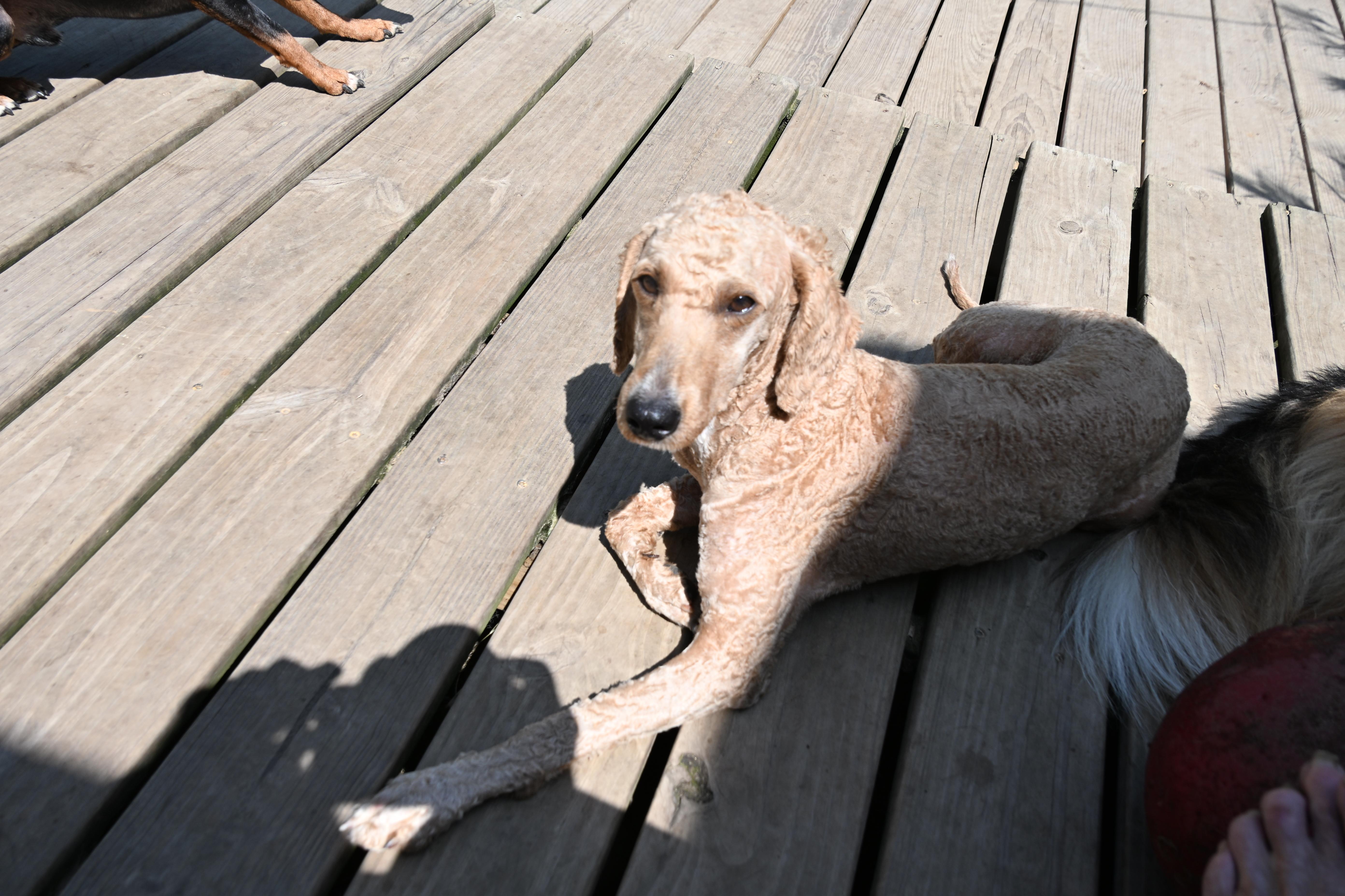 An adult small-sized male Poodle dog named Sandy for adoption in South Bend, IN