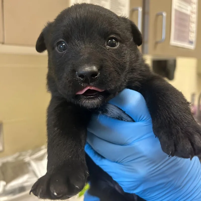A baby small-sized male Black Mixed Breed dog named Karl for adoption in Asheville, NC