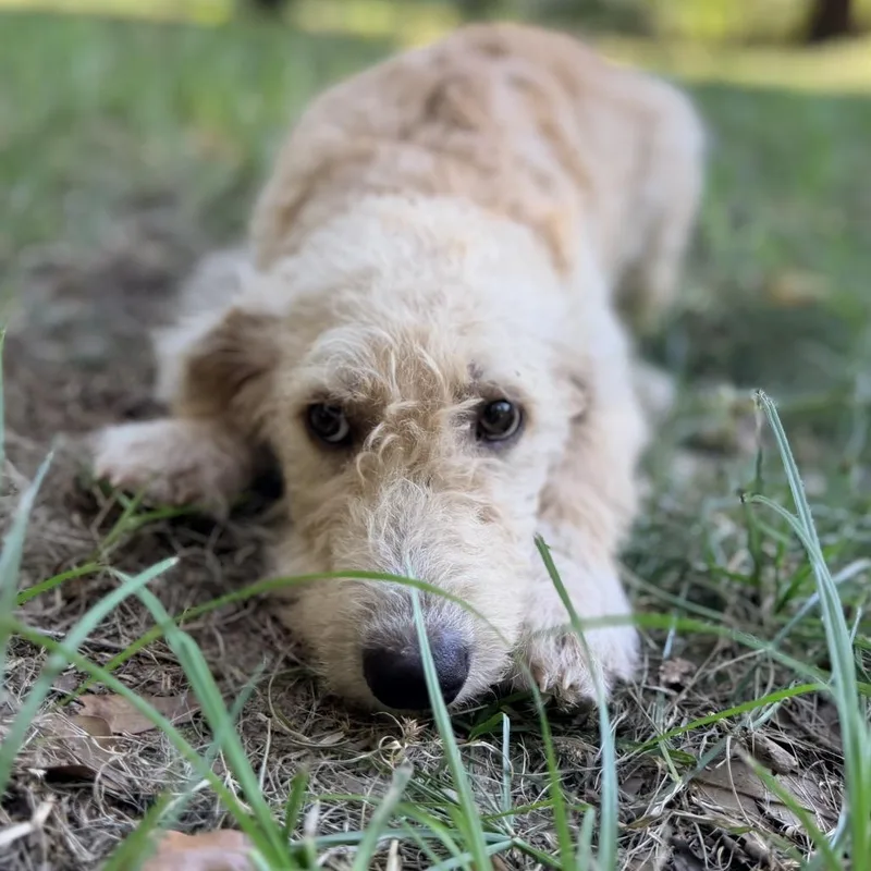 A baby large-sized female Poodle dog named Fern for adoption in Daphne, AL